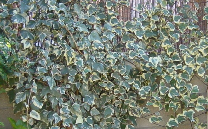 DSC00757