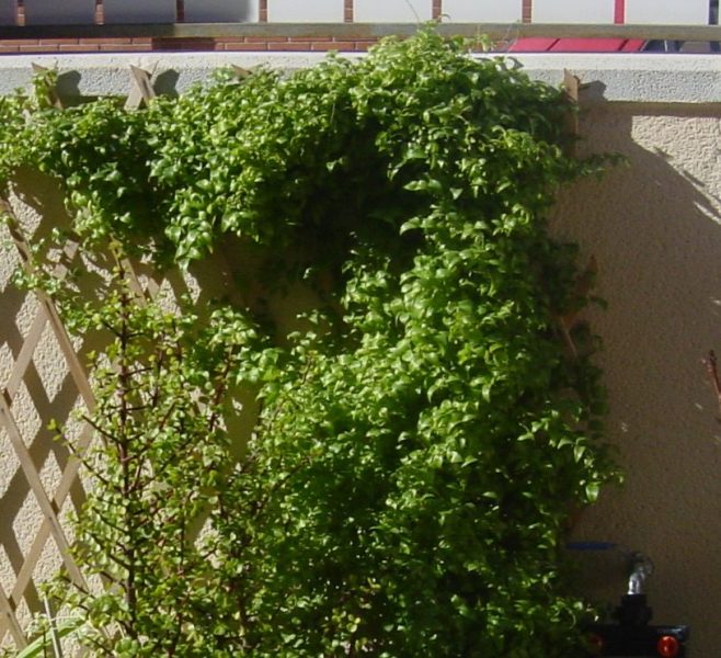 DSC00786