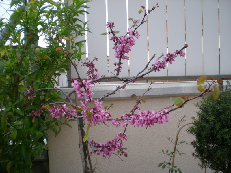 DSCN0033