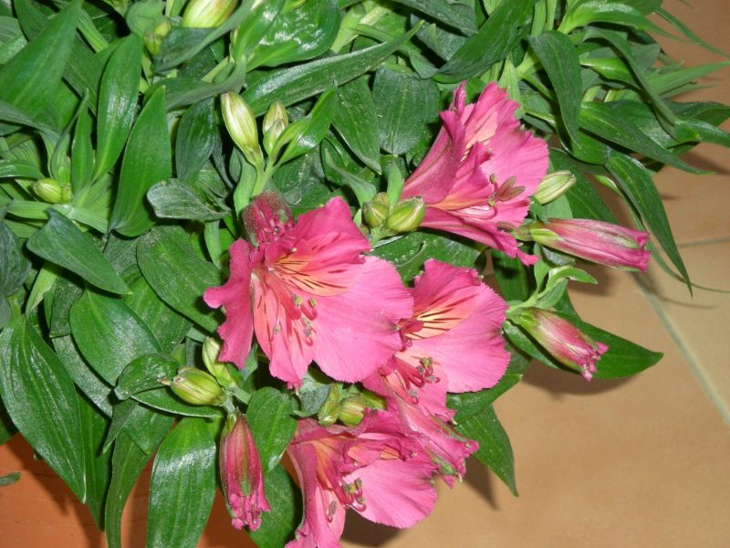 DSCN0035