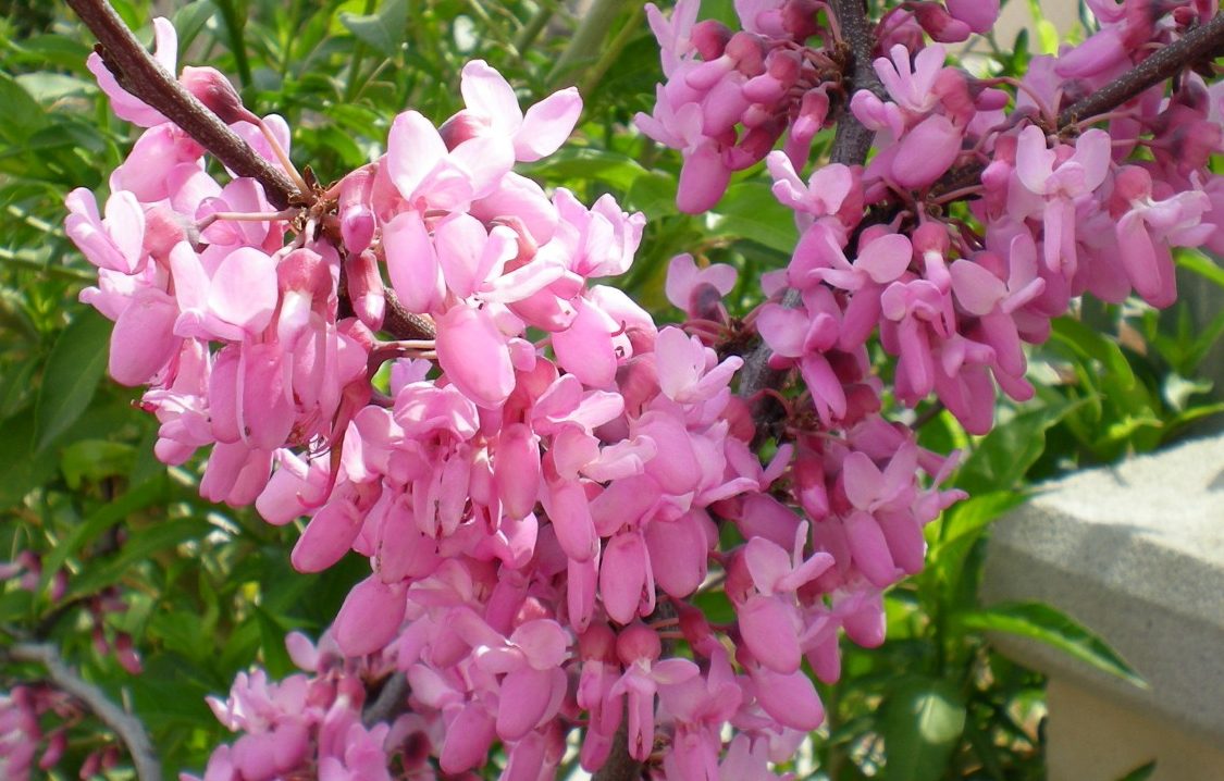 DSCN0227