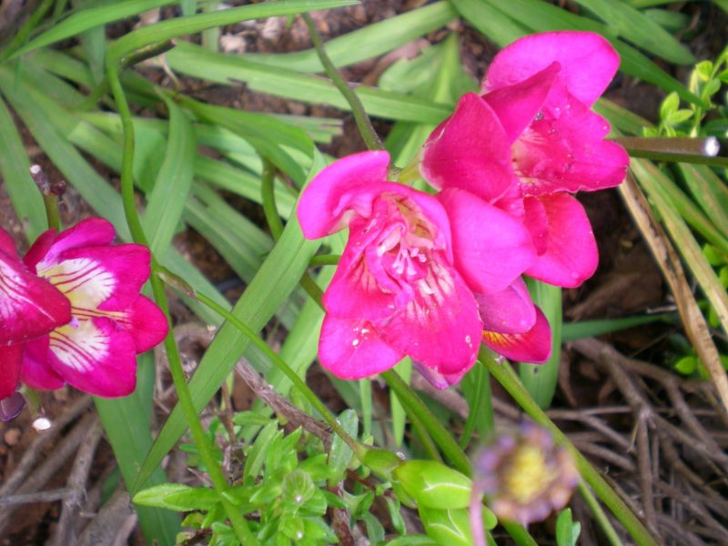 DSCN0231