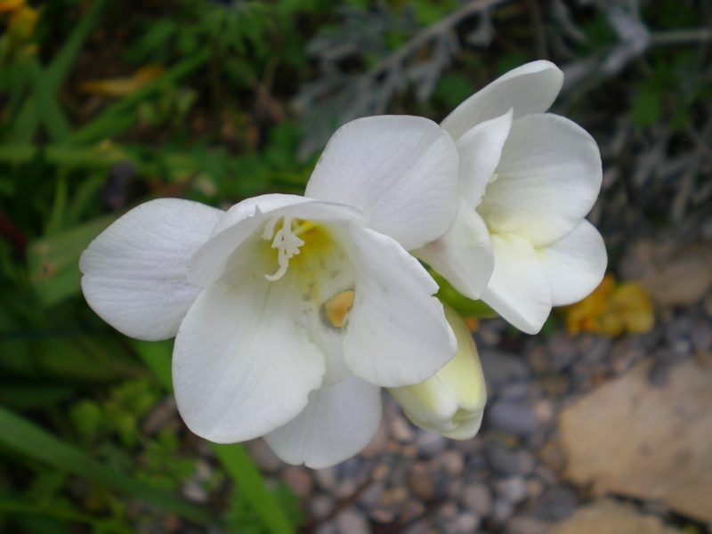 DSCN0239