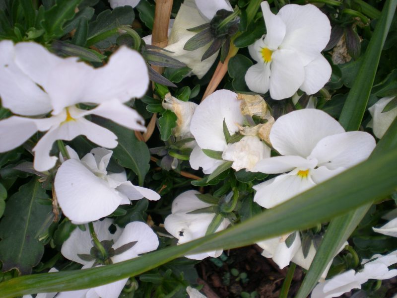 DSCN0247