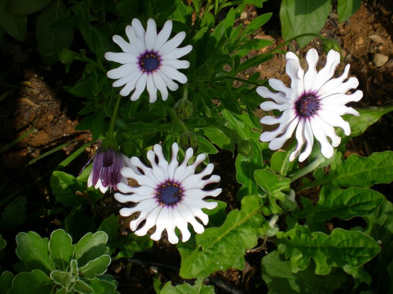 DSCN0252