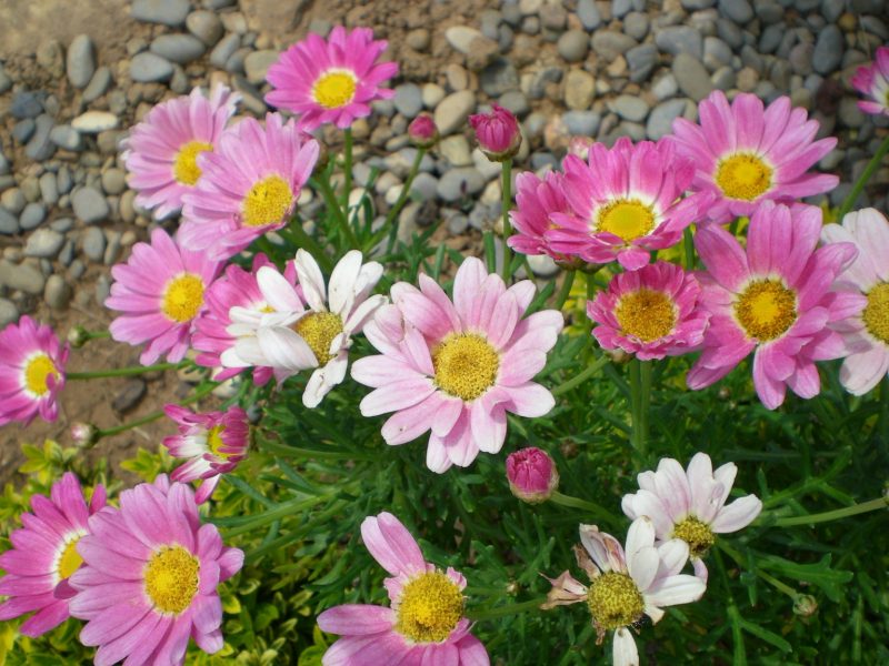 DSCN0253