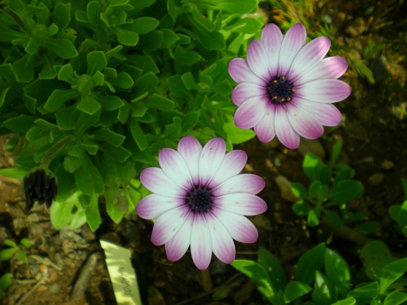 DSCN0254