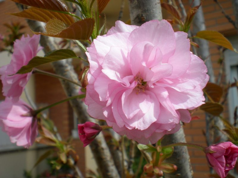 DSCN0271