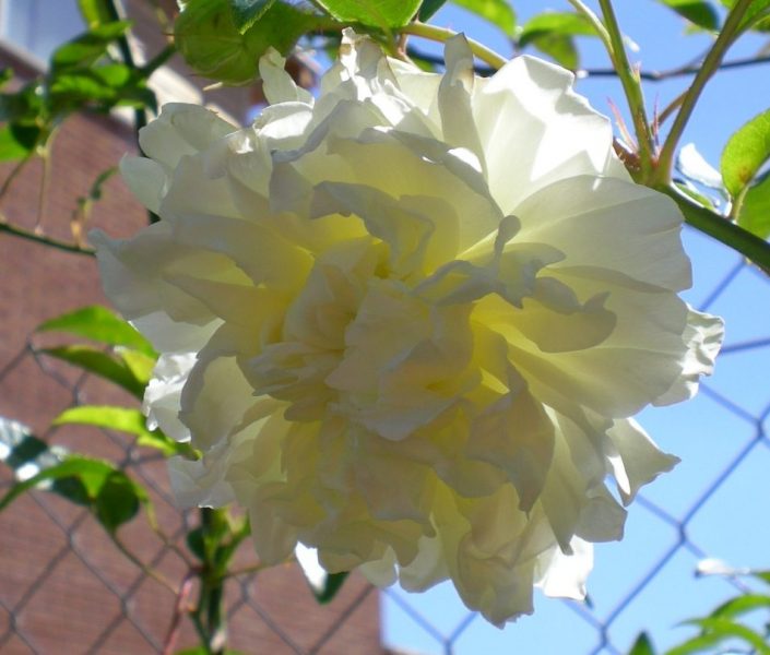 DSCN0312