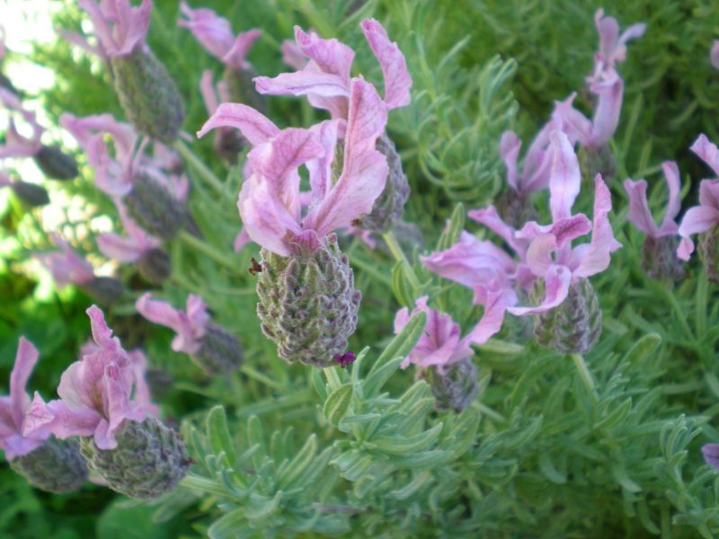 DSCN0313