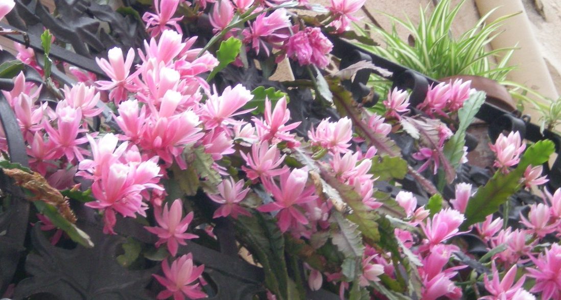 DSCN0533