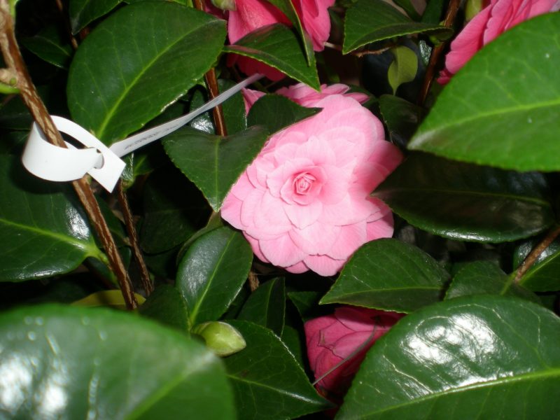 DSCN1501