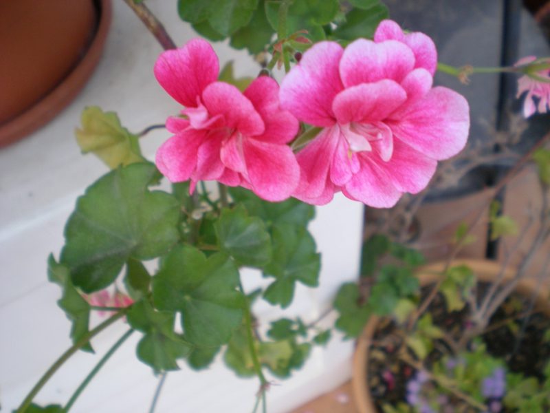 DSCN1509