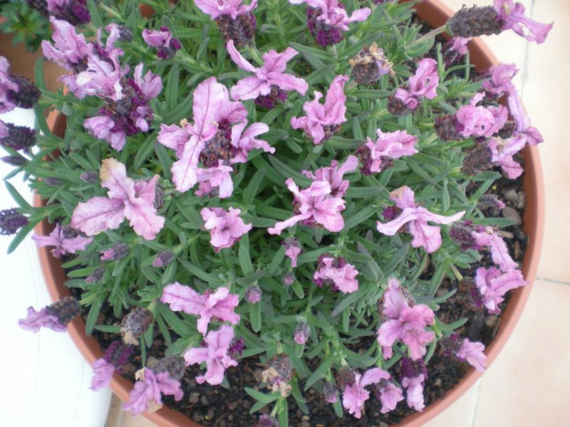 DSCN1554
