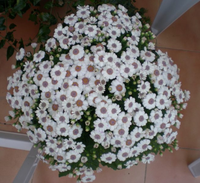 DSCN1558