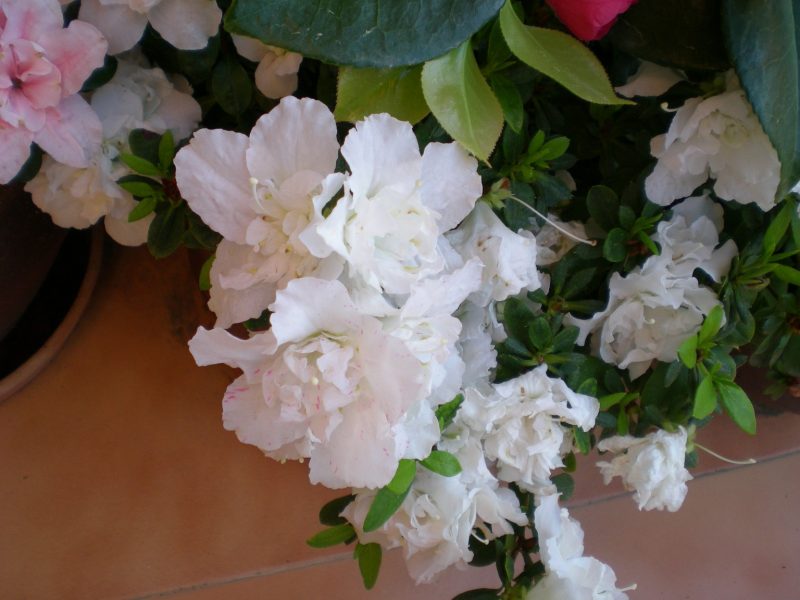 DSCN1713