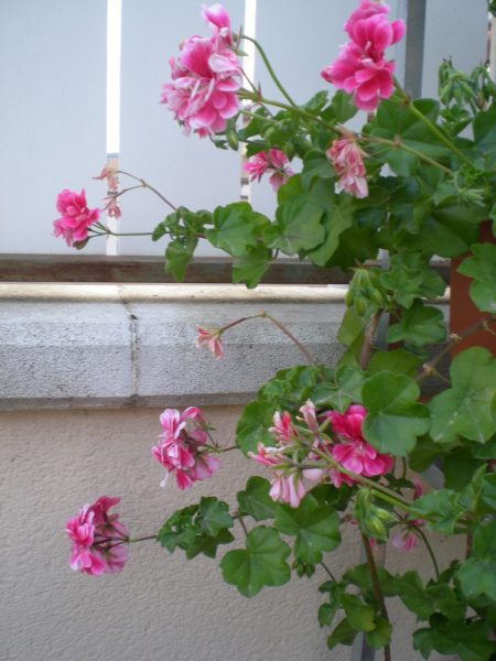 DSCN1861