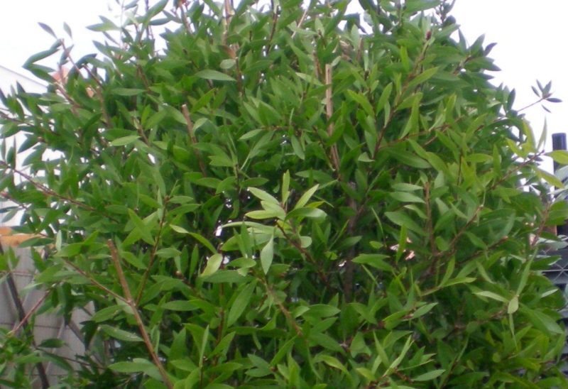 DSCN2240