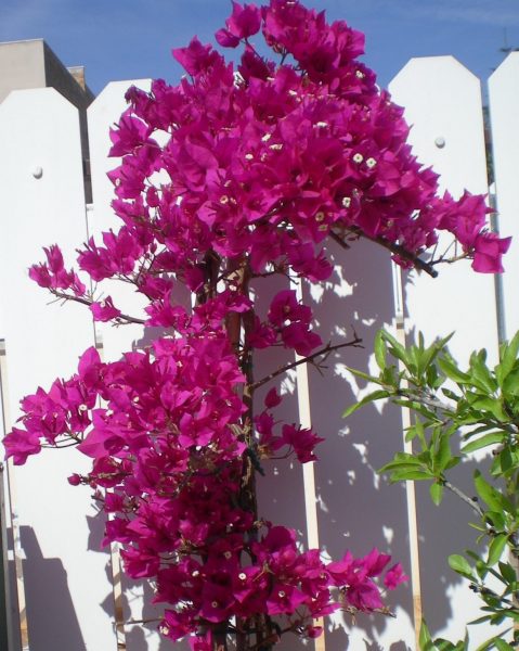 DSCN2669