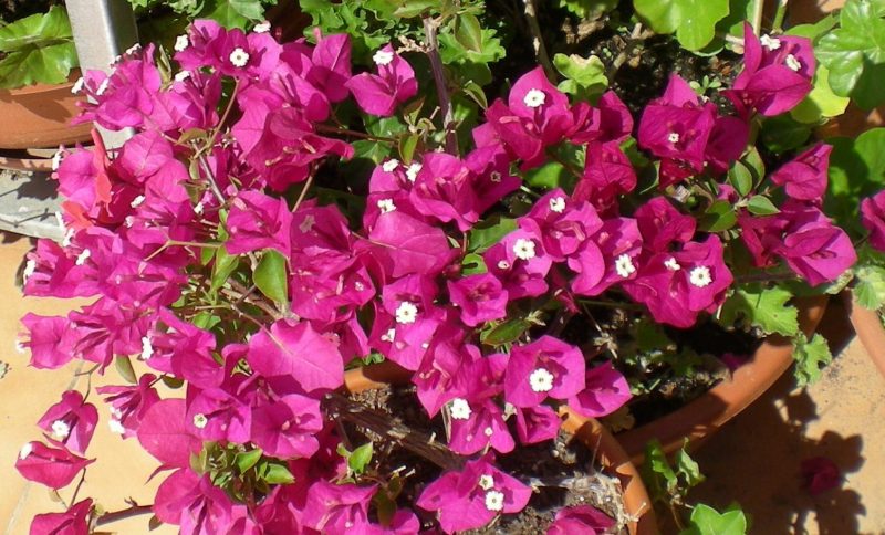 DSCN2670