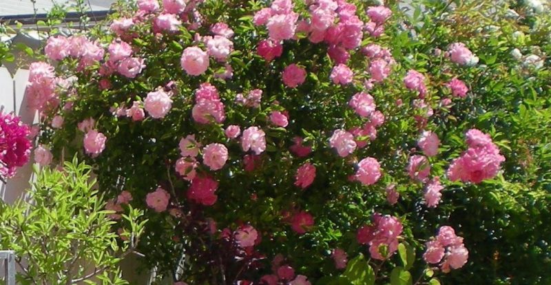DSCN2714