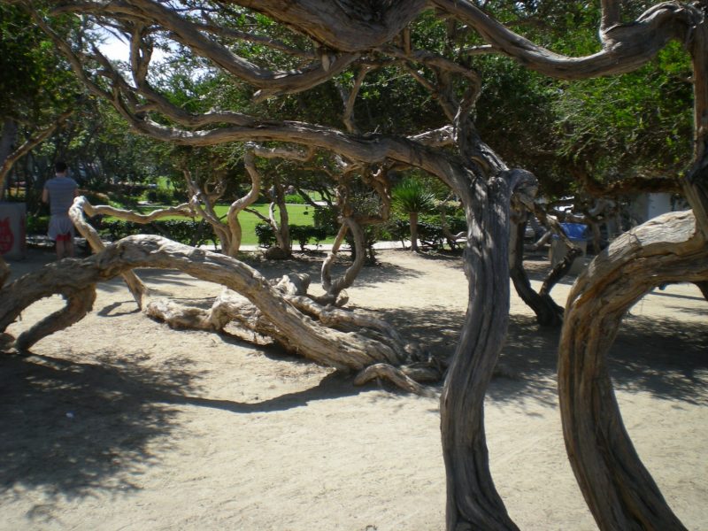 DSCN3166