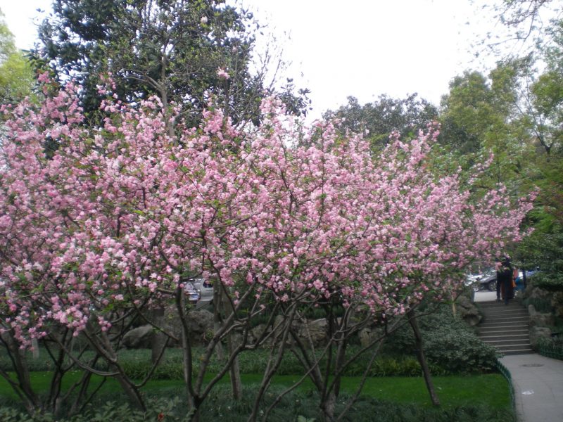DSCN3631