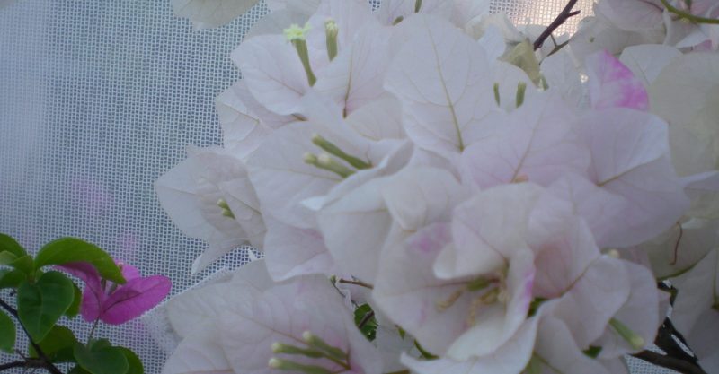DSCN4031