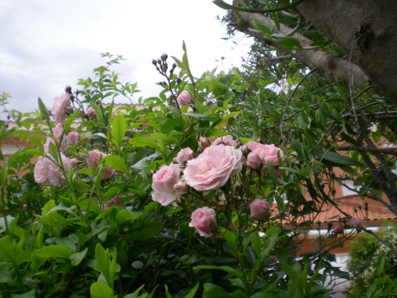 DSCN4084