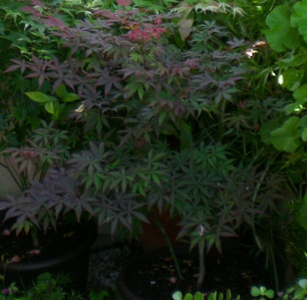 DSCN4130