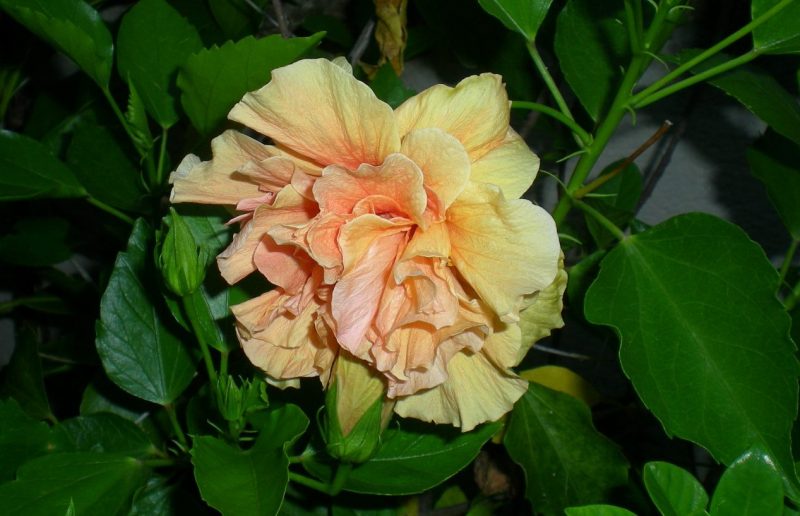 DSCN4142