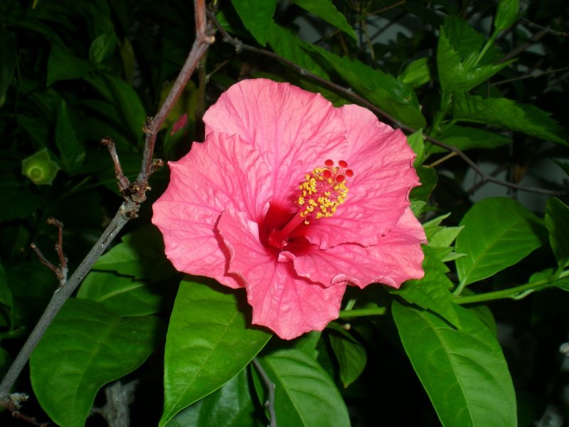 DSCN4143