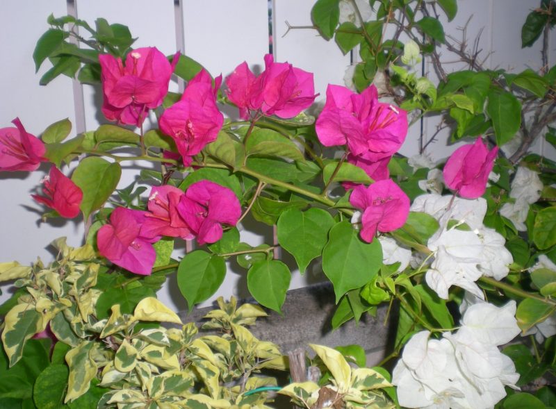 DSCN4146