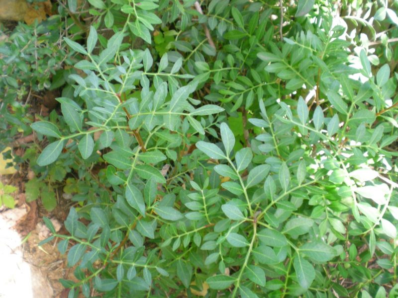 DSCN4157