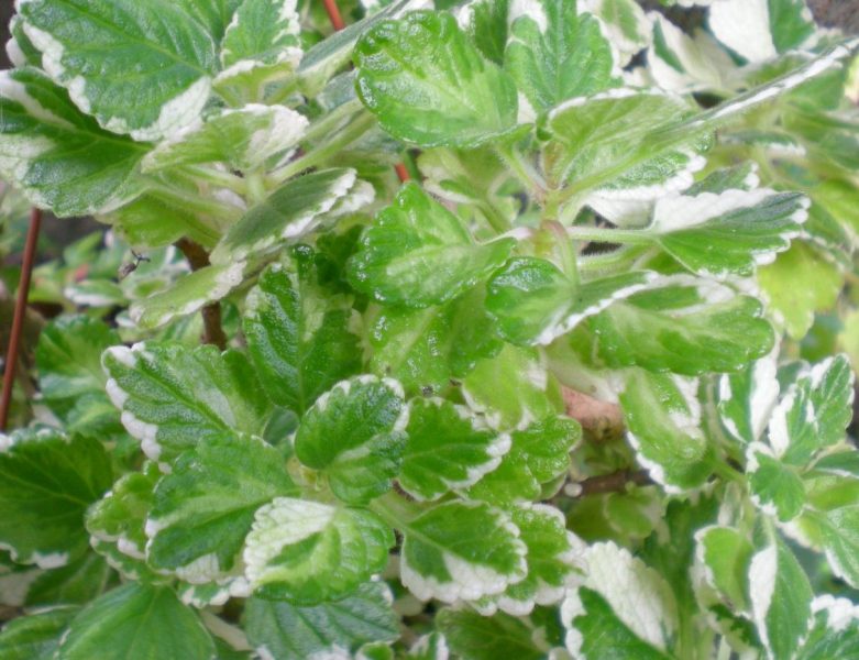 DSCN4158
