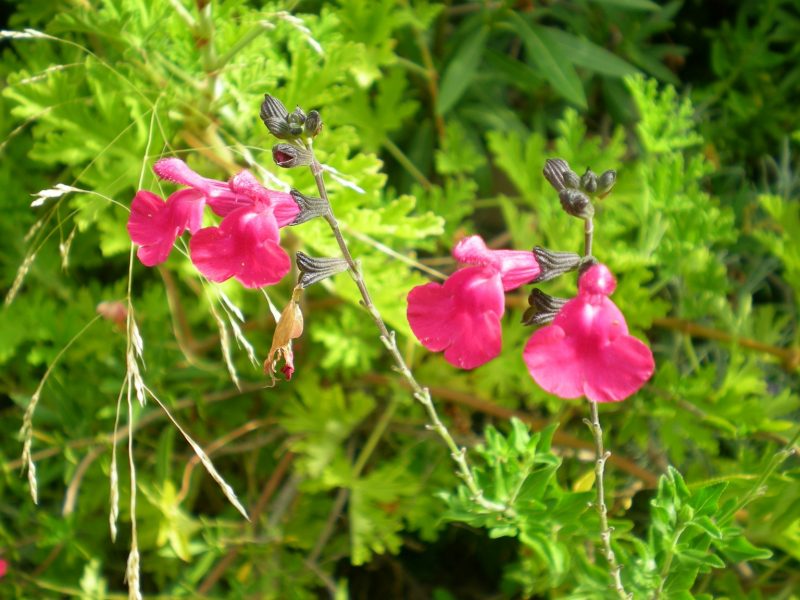 DSCN4163