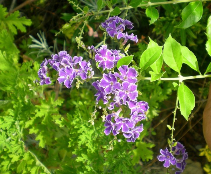 DSCN4164
