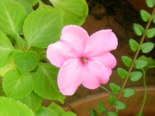 DSCN4171
