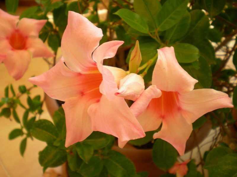 DSCN4174