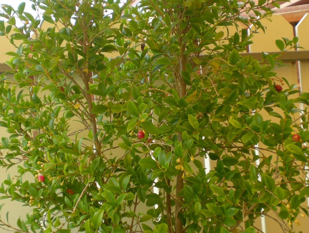 DSCN4175