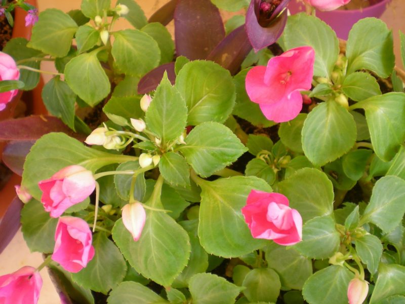 DSCN4178