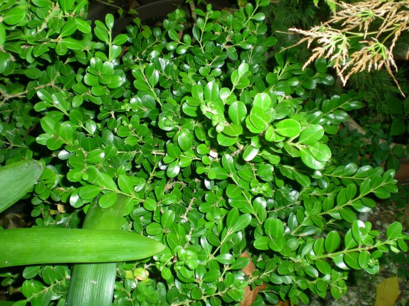 DSCN4182
