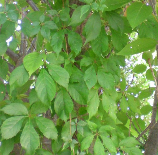 DSCN4183