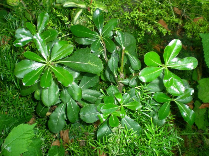 DSCN4187