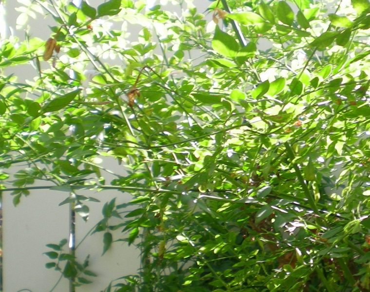DSCN4193