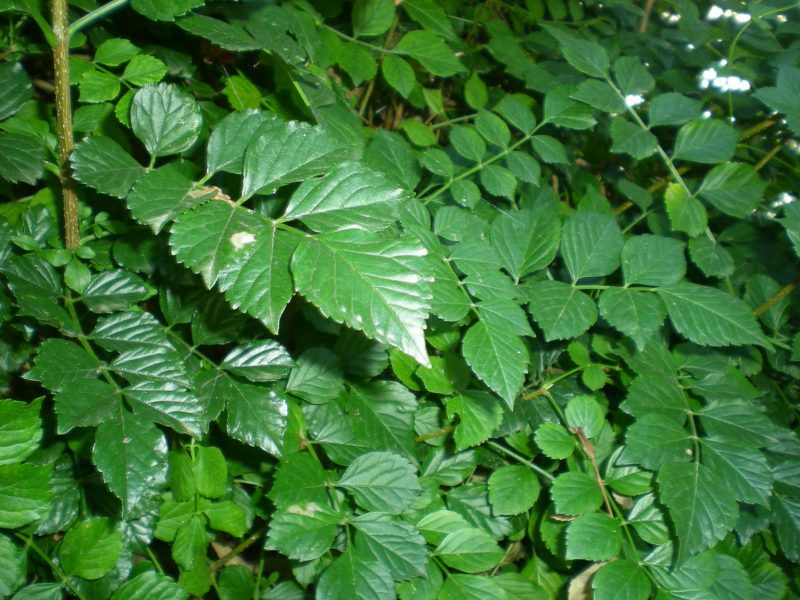 DSCN4198