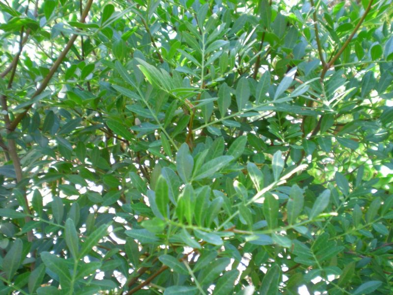 DSCN4199