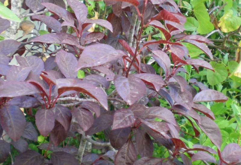 DSCN4206