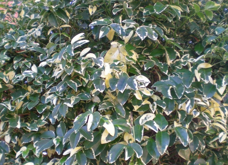 DSCN4207