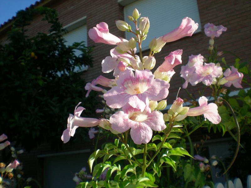 DSCN4214